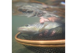 L'Ouverture de la Pêche de la Truite à la Mouche : Stratégies et Sélections de Mouches